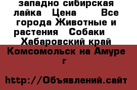 западно сибирская лайка › Цена ­ 0 - Все города Животные и растения » Собаки   . Хабаровский край,Комсомольск-на-Амуре г.